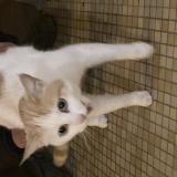 Photo de chat trouvé à Bergerac