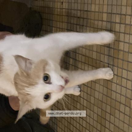 Photo 1/1 Chat trouvé Trouvé à Bergerac