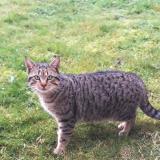 Photo de chat trouvé à Vouille