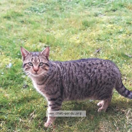 Photo 1/1 Chat trouvé Trouvé à Vouille