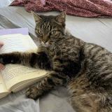 Photo de chat perdu à Aubervilliers