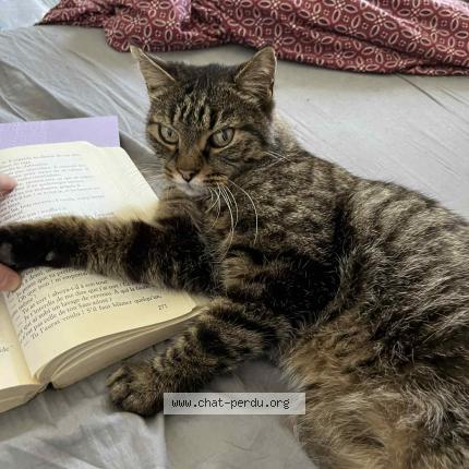 Photo 1/1 Chat retrouvé Perdu à Aubervilliers