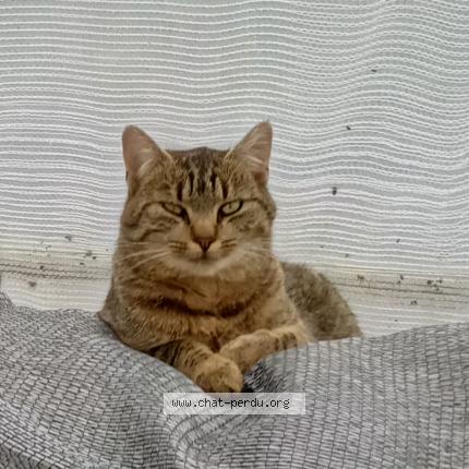 Photo 1/1 Velcro Chat perdu à Pledeliac