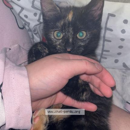 Photo 1/1 xelia Chat perdu à Braine l alleud