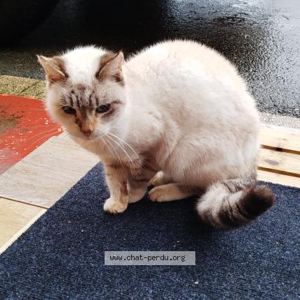 Photo 1/1 Chat trouvé Trouvé à Echenoz la meline