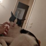 Photo de chat perdu à Saint Sebastien De Morsent