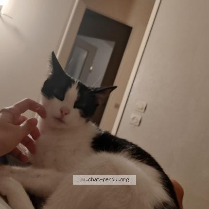 Photo 1/1 Calie Chat perdu à Saint sebastien de morsent