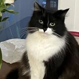 Photo de chat perdu à Saint Denis