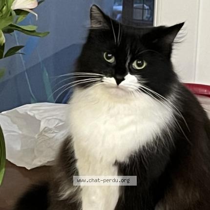 Photo 1/1 Nana Chat perdu à Saint denis