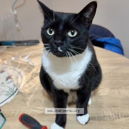 Photo 1/1 Willow Chat perdu à Crecy la chapelle