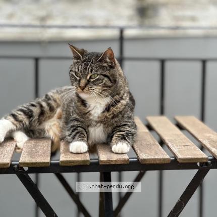 Photo 1/1 Chat retrouvé Perdu à Etterbeek