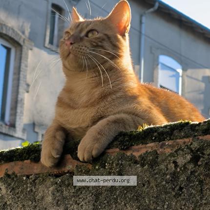 Photo 1/1 Chat retrouvé Trouvé à Nancy