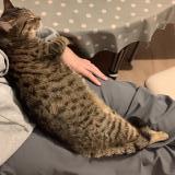 Photo de chat perdu à Bourges