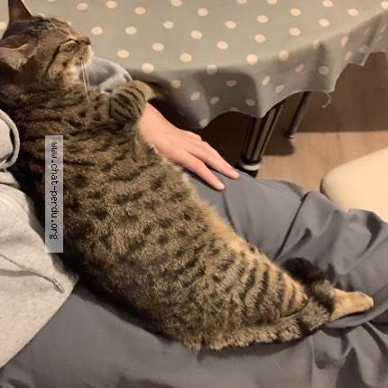 Photo 1/1 Chamallow Chat perdu à Bourges