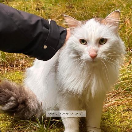 Photo 1/1 Chat trouvé Trouvé à Geneve