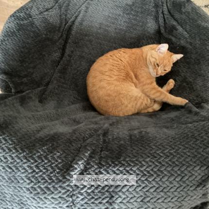 Photo 1/1 Chat retrouvé Perdu à Nantes