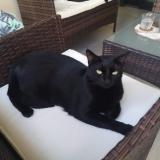 Photo de chat perdu à Le Guillaume