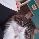 Photo de chat perdu à Schiltigheim