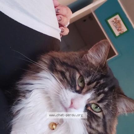 Photo 1/1 Neko Chat perdu à Schiltigheim