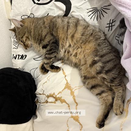 Photo 1/1 mimi Chat perdu à Vendenheim