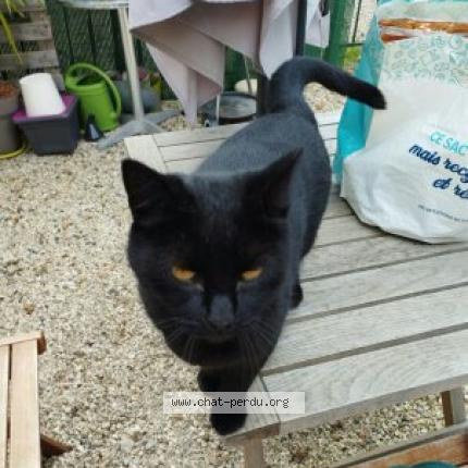 Photo 1/1 Pepsi Chat perdu à Dreux