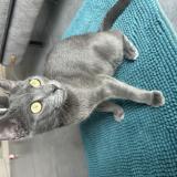 Photo de chat perdu à Leucate