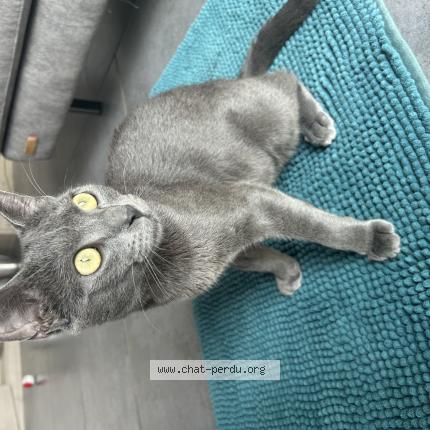 Photo 1/1 Rocket Chat perdu à Leucate