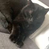 Photo de chat perdu à Montigny En Gohelle