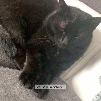 Photo 1/1 Izzy Chat perdu à Montigny en gohelle