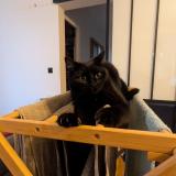 Photo de chat perdu à Bagneux