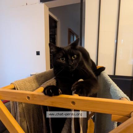 Photo 1/1 Chat retrouvé Perdu à Bagneux