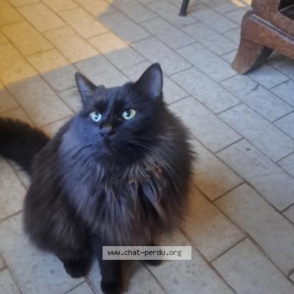Photo 1/2 Chat trouvé Trouvé à Mours saint eusebe