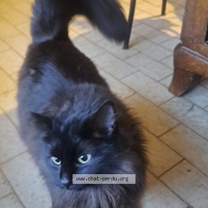 Photo 2/2 Chat trouvé Trouvé à Mours saint eusebe