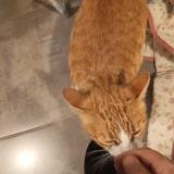 Photo de chat perdu à Gaillac