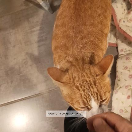 Photo 1/1 Lio Chat perdu à Gaillac