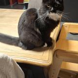 Photo de chat perdu à Issoudun