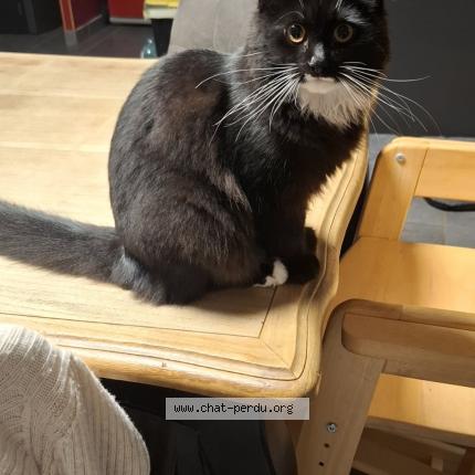 Photo 1/1 Dita Chat perdu à Issoudun