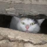 Photo de chat trouvé à Lyon