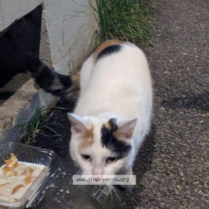 Photo 2/2 Chat trouvé Trouvé à Lyon