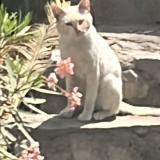 Photo de chat trouvé à Lima