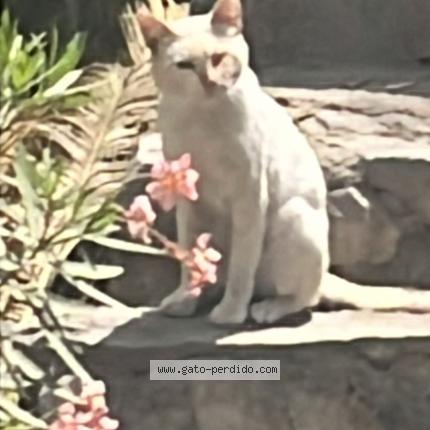 Photo 1/1 Chat trouvé Trouvé à Lima