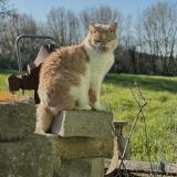 Photo de chat perdu à Lavernat