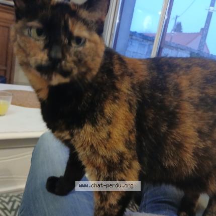 Photo 1/1 Calie Chat perdu à Mingoval