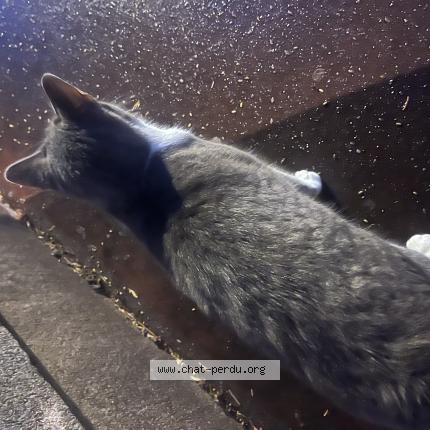 Photo 1/1 Chat retrouvé Trouvé à Fontenay sous bois