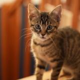 Photo de chat perdu à Saint Cyr L Ecole