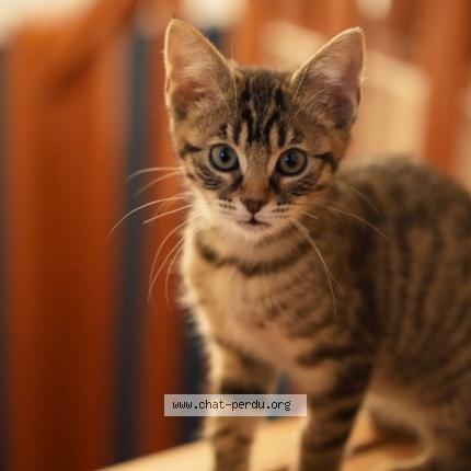 Photo 1/1 Lauis Chat perdu à Saint cyr l ecole