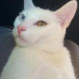 Photo de chat perdu à Les Neyrolles