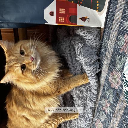 Photo 1/1 Chat trouvé Trouvé à Agawam