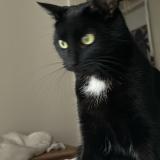 Photo de chat perdu à Lausanne