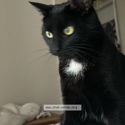 Photo 1/1 Lascar Chat perdu à Lausanne